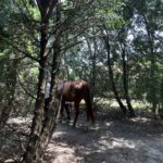 horses used in our Equine therapy program