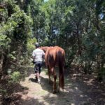 horses used in our Equine therapy program