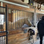 horses used in our Equine therapy program